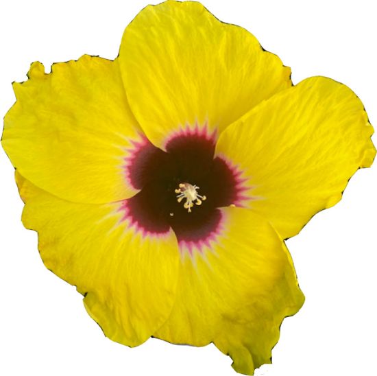 Picture of Hollywood Queen Bee™ Cajun Hibiscus Plant