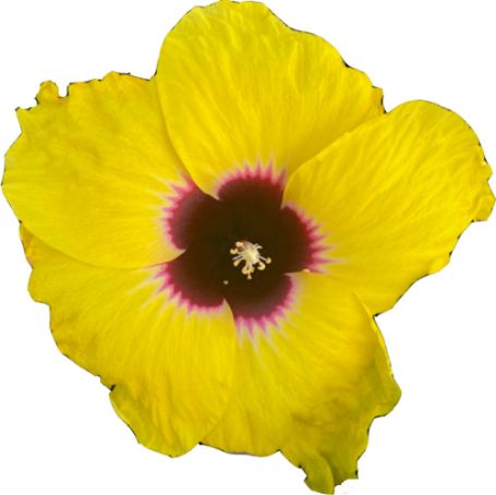 Picture of Hollywood Queen Bee™ Hibiscus Plant