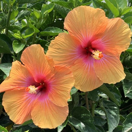 Picture of Hollywood Gossip Queen™ Cajun Hibiscus Plant