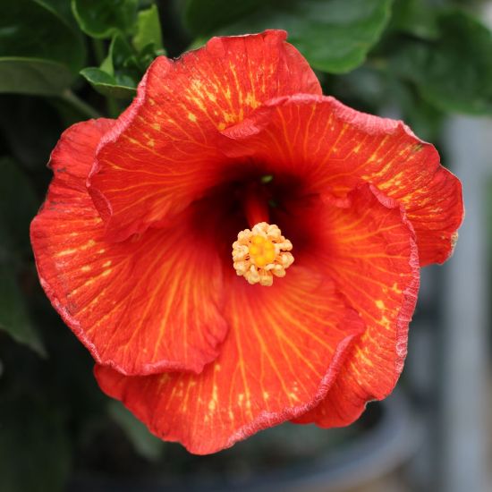 Picture of Hollywood Playboy™ Cajun Hibiscus Plant