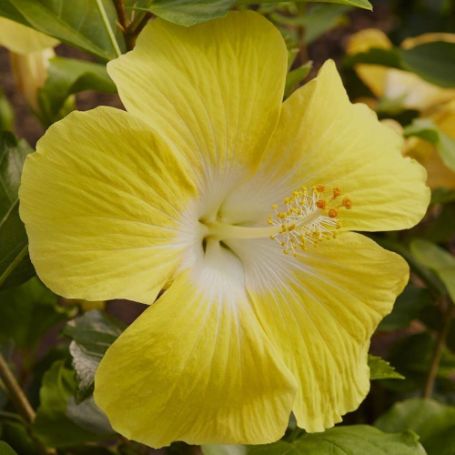 Picture of Hollywood Leading Lady™ Cajun Hibiscus Plant - copy