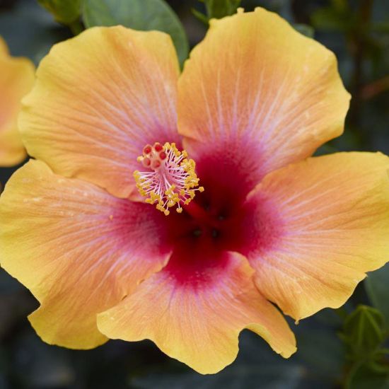 Picture of Hollywood Social Butterfly™ Cajun Hibiscus Plant