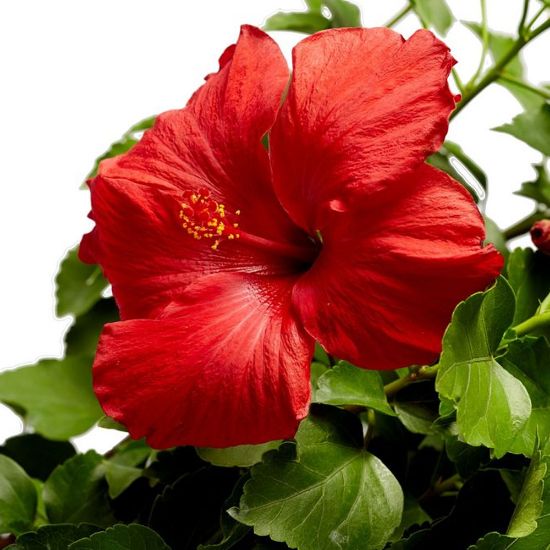 Picture of Hollywood First to Arrive™ Cajun Hibiscus Plant