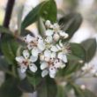 The Berry Scape Aronia Plant features white flowers and red berries