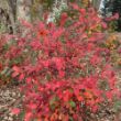 The Berry Scape Aronia Plant displays white spring flowers and red autumn foliage