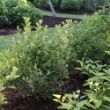 The Berry Scape Aronia Plant provides white flowers and red fall foliage