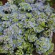 Fairytrail Fresco Cascade Hydrangea plant has green foliage turning burgundy in fall