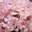 Fairytrail Fresco Cascade Hydrangea plant produces blue or pink blooms, depending on soil acidity