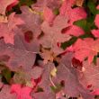 Gatsby Glow Ball Hydrangea plant has oak-shaped leaves turning red in fall