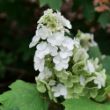 Gatsby Glow Ball Hydrangea plant features dense, rounded form with showy white summer blooms