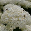 Picture of Incrediball Storm Proof™ Hydrangea Bush