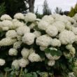 Picture of Incrediball Storm Proof™ Hydrangea Bush