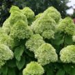 Picture of Powerball™ Hydrangea Bush