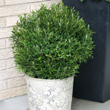 Picture for category Ilex (Holly)