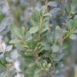 Hedge Box Japanese Holly plant features flat leaves, deterring spider mites