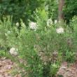 Picture of Bloomerang Showmound™ Reblooming Lilac Bush