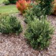 Picture of Bloomerang Showmound™ Reblooming Lilac Bush