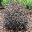 A compact shrub that displays a mass of deep purple foliage