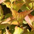 The Kodiak Spiced Diervilla leaves display shades of yellow, orange, and red