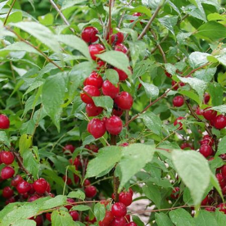 Picture for category Bush Cherry