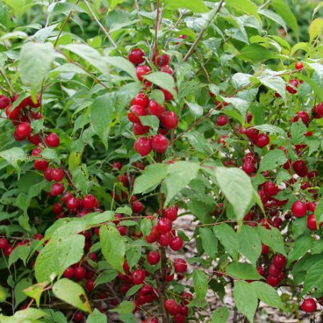 Picture of Easy As Pie™ Bush Cherry