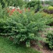 The Easy As Pie Bush Cherry Plant features white spring blossoms and red cherries