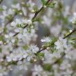 The Easy As Pie Bush Cherry Plant offers red cherries and orange fall foliage