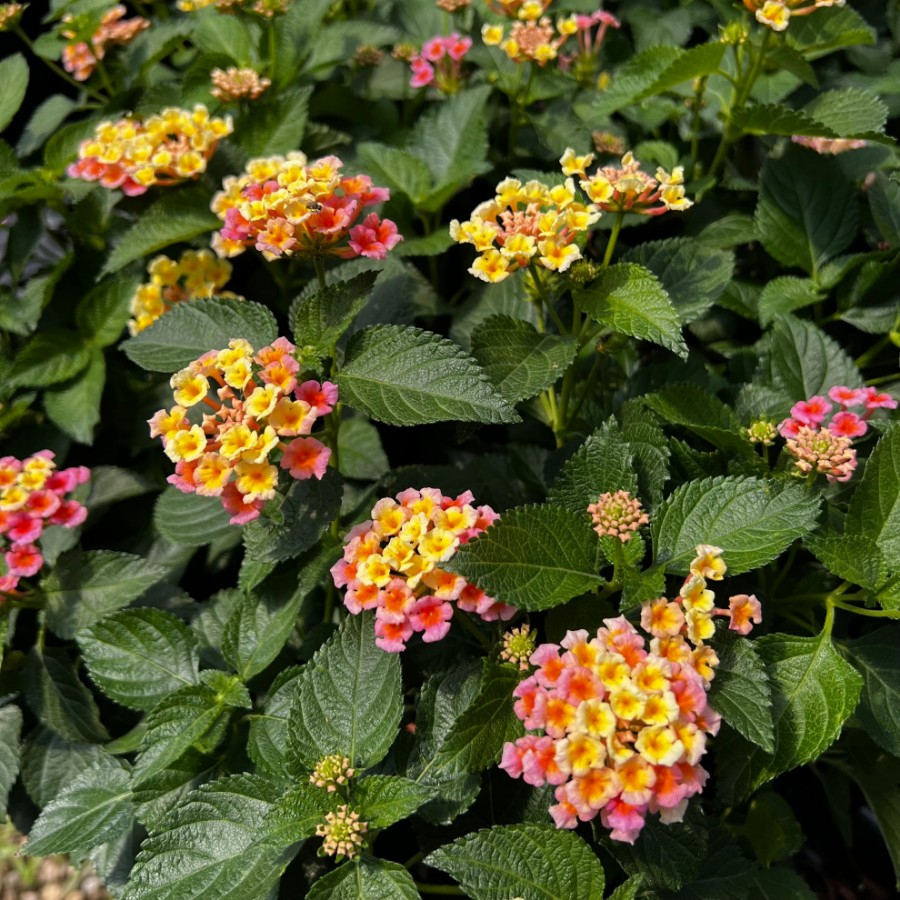 Picture of Bandana® Peach Lantana Plant