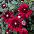 Picture of Minngopher Perennial Mum Plant