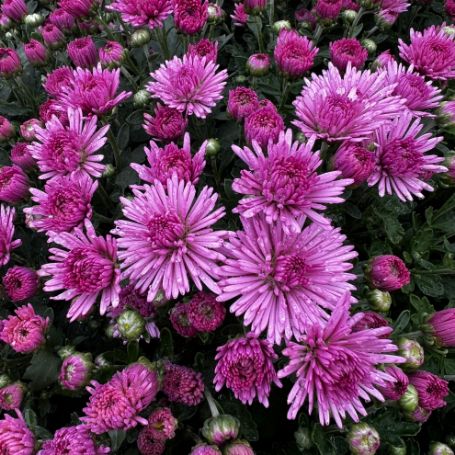 Picture of Fireworks Igloo Mum Plant