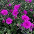 Picture of Marie III Dark Pink Aster Plant