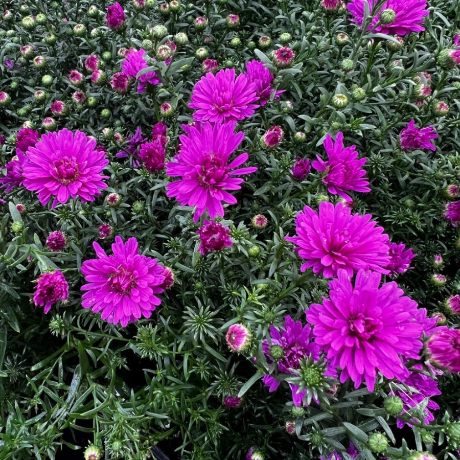 Picture of Marie III Dark Pink Aster Plant