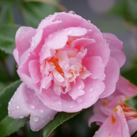 Picture of Just Chill® Double Pink Camellia Plant