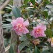 Picture of Just Chill® Double Pink Camellia Plant