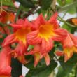 The Dressed To Thrill Bignonia Plant attracts hummingbirds with nectar-rich blooms