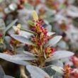 The Buckhead Bold Distylium Plant is a compact evergreen shrub with blue-green foliage and bronze new growth