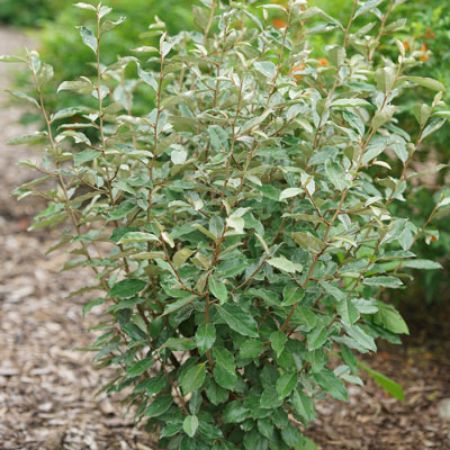 Picture for category Elaeagnus (Silverberry)