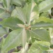 Mr. Smooth Seedless Elaeagnus plant is thornless, non-invasive, and tolerates tough conditions