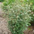 Mr. Smooth Seedless Elaeagnus plant grows 4-6 feet tall and wide