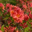 Clusters of bright pinkish orange flowers bloom on a Sweet Reward Coral plant