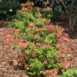 A leafy Sweet Reward Coral displays numerous clusters of vibrant coral blooms