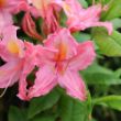 Pink flowers with ruffled edges and yellow centers on Sweet Reward Pink plant