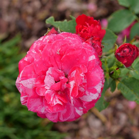 Picture of Oso Easy Red Stripe™ Shrub Rose Bush