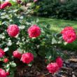 A cluster of fully bloomed red roses with white stripes in a garden