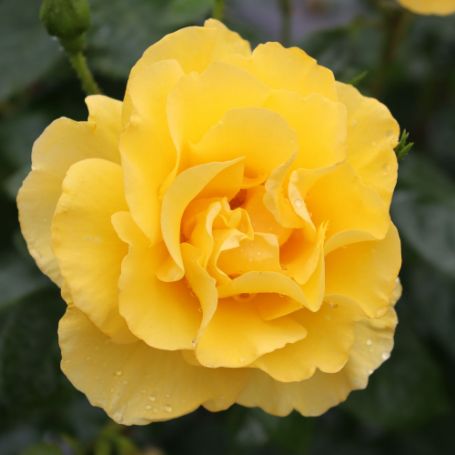 Picture of Reminiscent® Yellow Garden Rose Bush