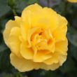 A single, fully bloomed yellow rose