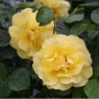 Picture of Reminiscent® Yellow Garden Rose Bush