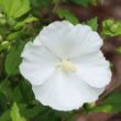 A single, large, fully open Paraplu Pure White flower with ruffled petals