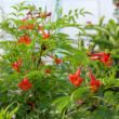 Picture of Chicklet® Red Tecoma Plant