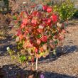 Picture of Spice Cowboy™ Viburnum Bush